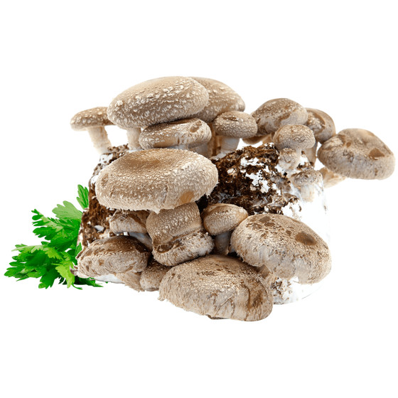 Funghi shiitake bio secchi