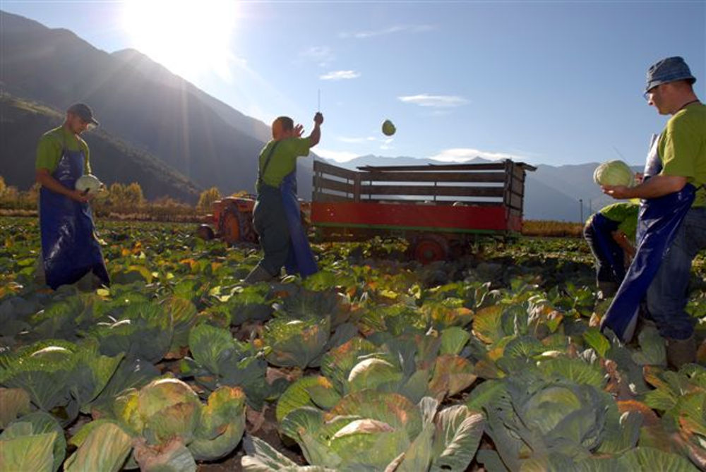 Südtiroler Bauern bei der Arbeit